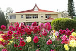 Raj Bhawan at nature's grandeur : 18/02/2010