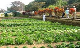 Kitchen Garden in Raj Bhawan